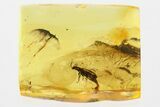 Detailed Fossil Beetle (Mycteridae) in Baltic Amber #367419-1